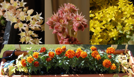blommor.jpg