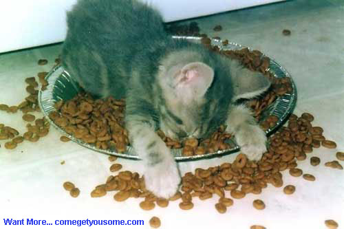 sleeping-cat.jpg