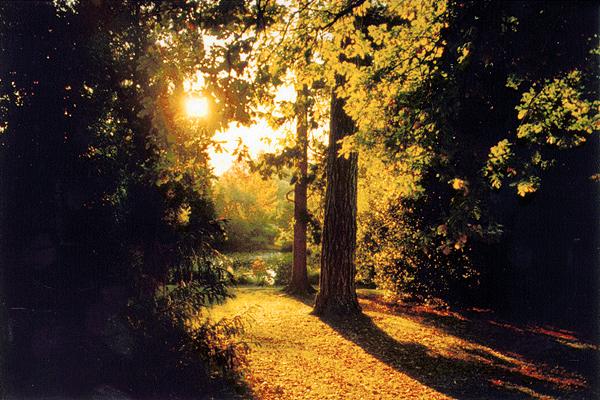 tree-in-sunlight.jpg